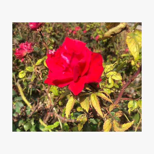 Single Austin Rose Photographic Print