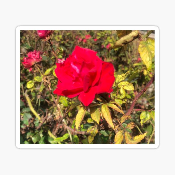 Single Austin Rose Sticker