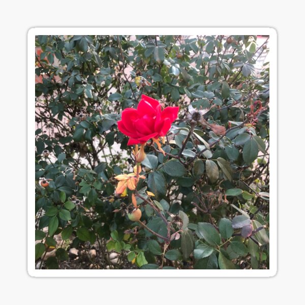 Round Rock Rose Sticker