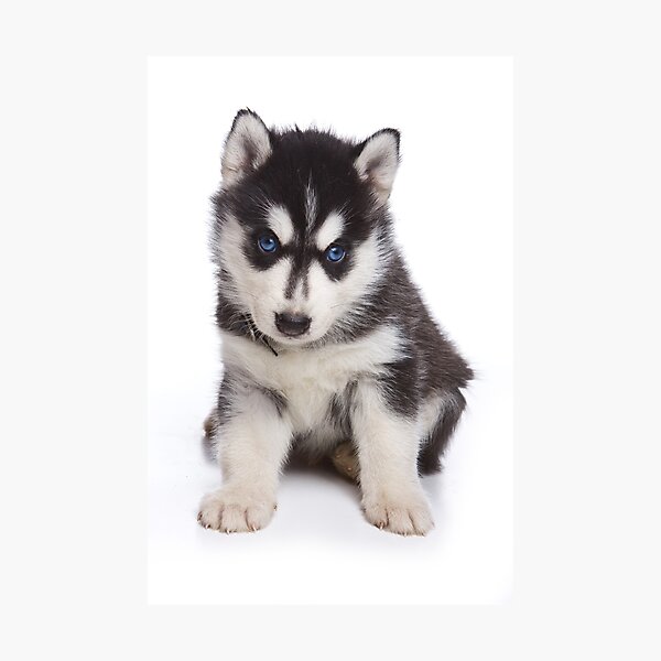 Item preview, Cute puppy Husky with blue eyes designed and sold by utekhina.