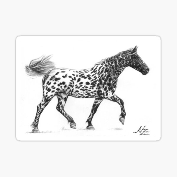 Knabstrubber Tigerschecke Sticker