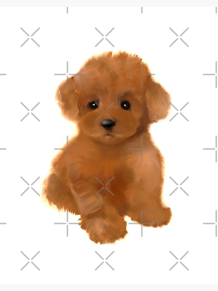 Toy poodle outlet x cavoodle