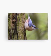 " Playful Nuthatch " Canvas Print