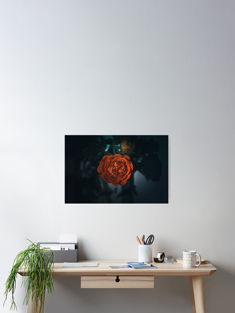 Thumbnail 1 of 3, Poster, Aurora's Kiss: The Radiant Rose designed and sold by cokemann.