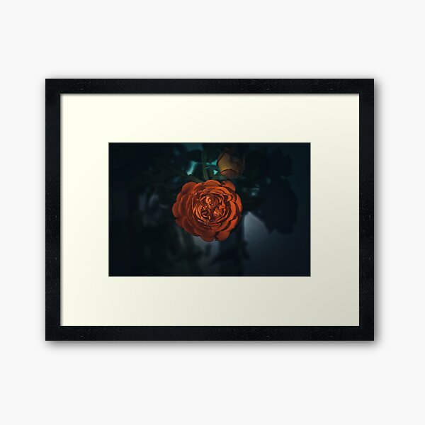 Red Rose Framed Art Print