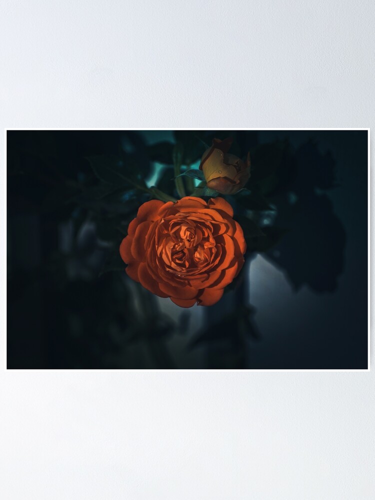 Thumbnail 2 of 3, Poster, Aurora's Kiss: The Radiant Rose designed and sold by cokemann.