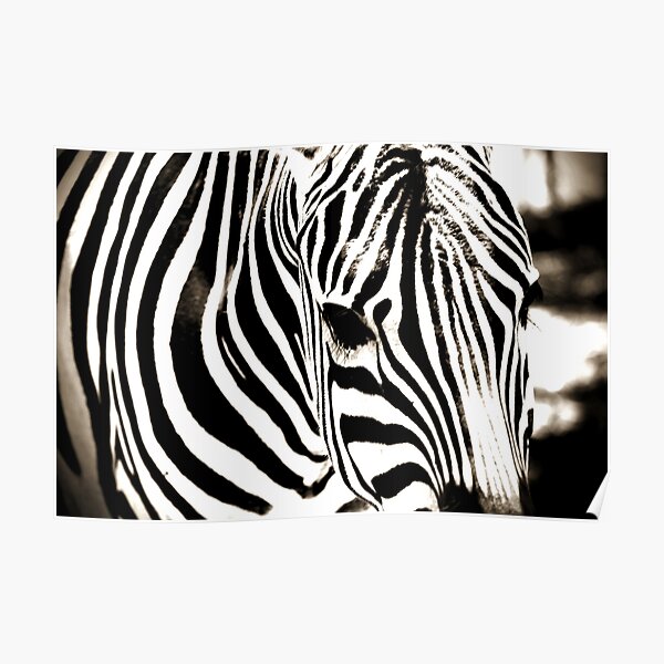 Onnodig kaping Feat Zebra" Poster for Sale by ABAW | Redbubble