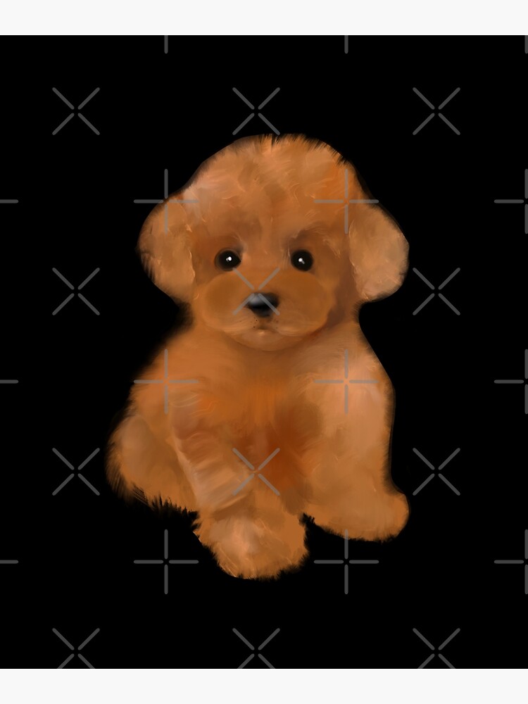 "Toy poodle dog,teacup poodle,cavapoo,cavoodle puppy" Poster for Sale