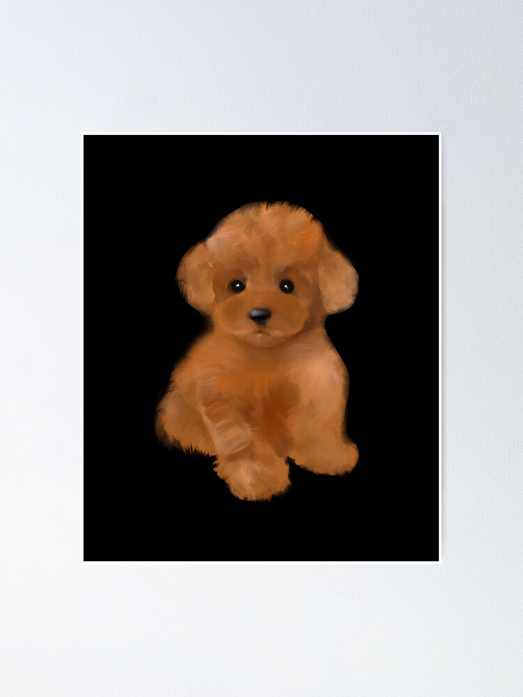 "Toy poodle dog,teacup poodle,cavapoo,cavoodle puppy" Poster for Sale