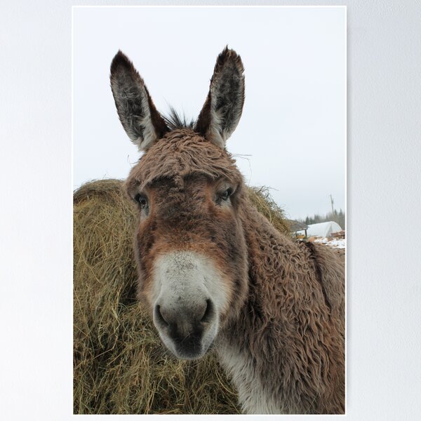 Item preview, Hello Donkey! designed and sold by KareyCongo.