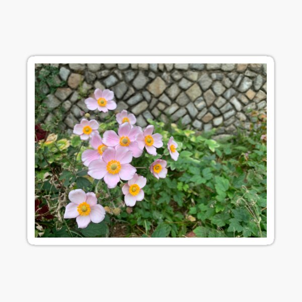 Pink flowers Sticker