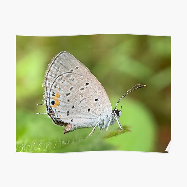 Azure Butterfly Poster
