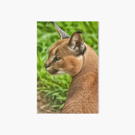 Caracal Art Board Prints for Sale | Redbubble