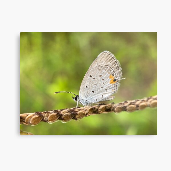 Butterfly Metal Print
