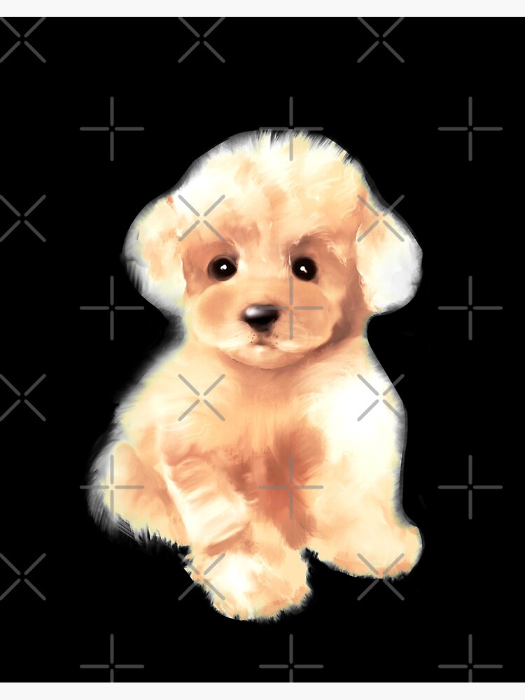 Toy poodle outlet cavoodle