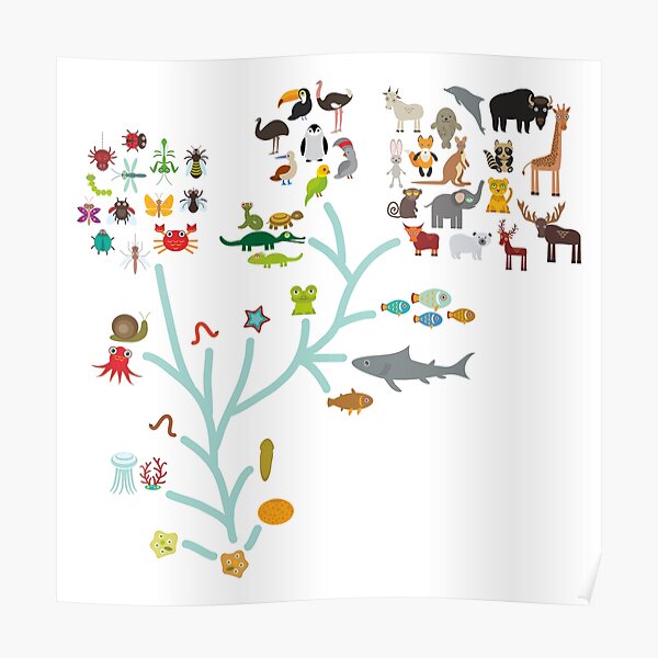 Evolutionary Tree Poster