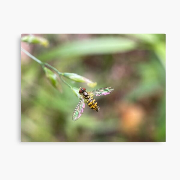 Hoverfly Canvas Print