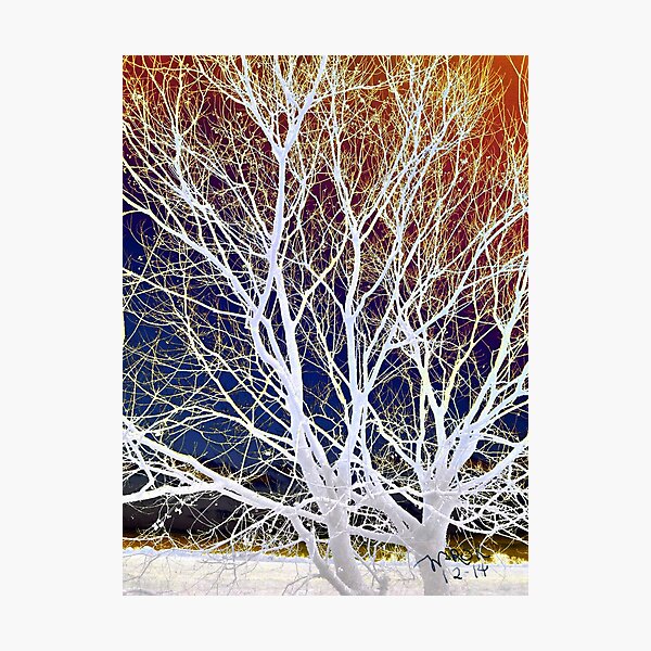 Wintry Mix - Colorful Sky & Shocking White Branches Photographic Print