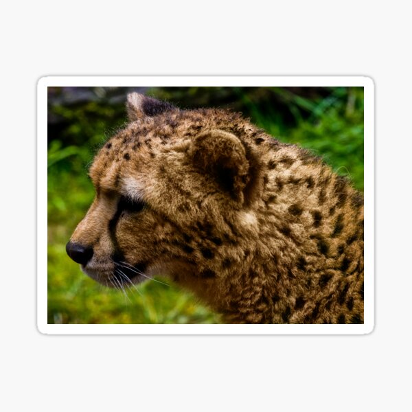 Cheetah (Acinonyx jubatus) Sticker