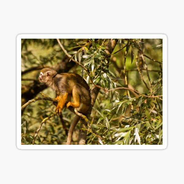 Squirrel Monkey Sticker