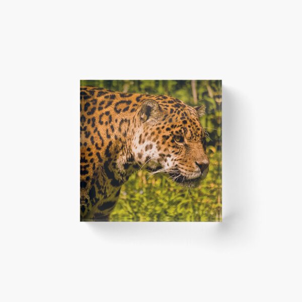 Item preview, Jaguar (panthera onca) designed and sold by Jay Lethbridge.