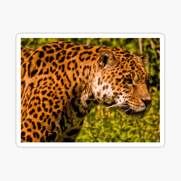 Jaguar (panthera onca) Sticker