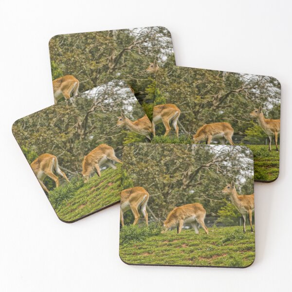 Item preview, Kafue Flats lechwe (Kobus leche) designed and sold by Jay Lethbridge.