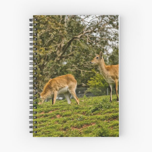 Item preview, Kafue Flats lechwe (Kobus leche) designed and sold by Jay Lethbridge.