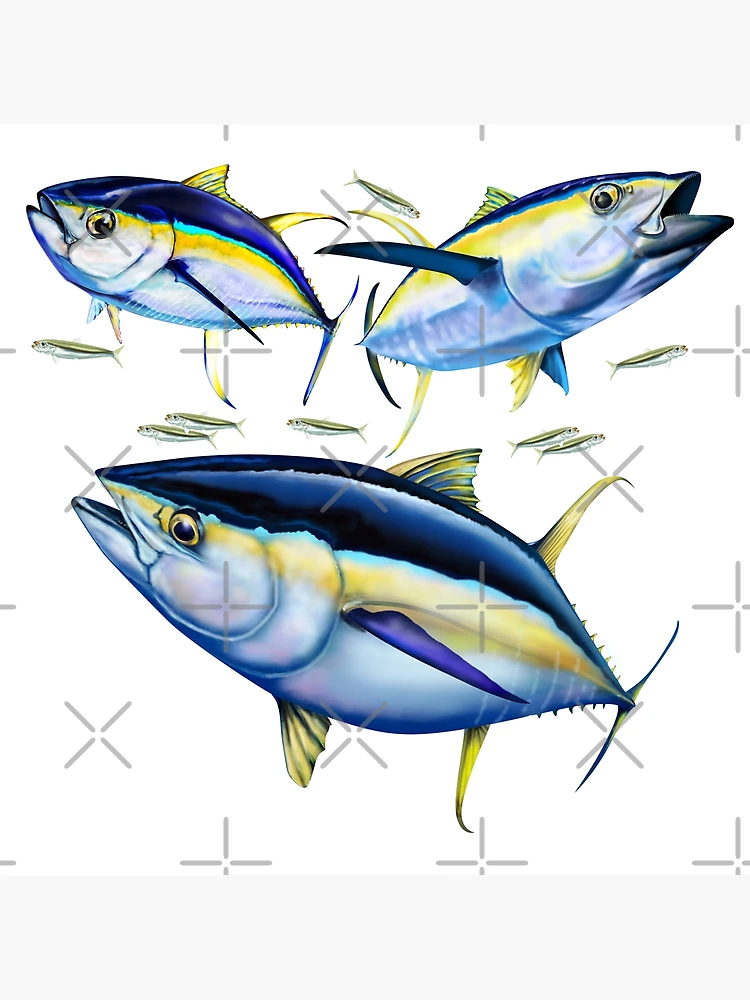 Yellowfin Tunas hunting Squid | Postcard