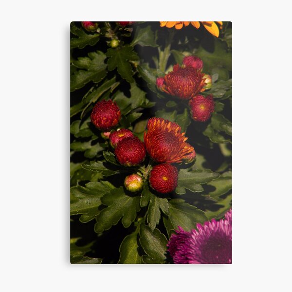 Colorful Flowers 17 Metal Print