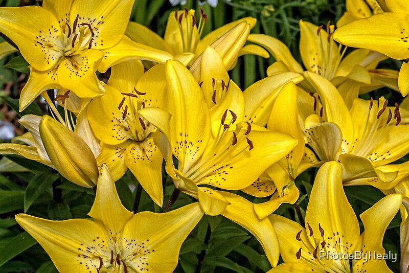 Golden Lilies by Photos by Healy