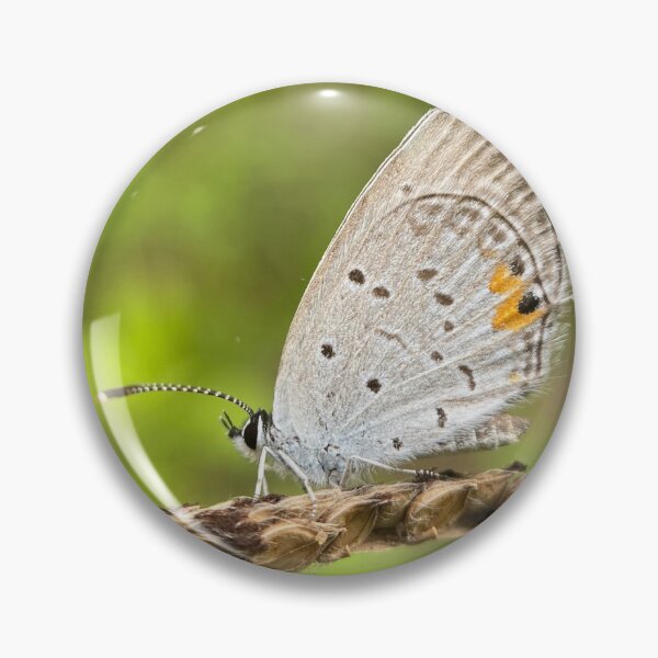 Item preview, Butterfly designed and sold by bealeiderman.
