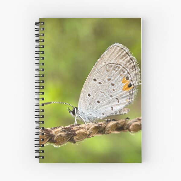 Item preview, Butterfly designed and sold by bealeiderman.