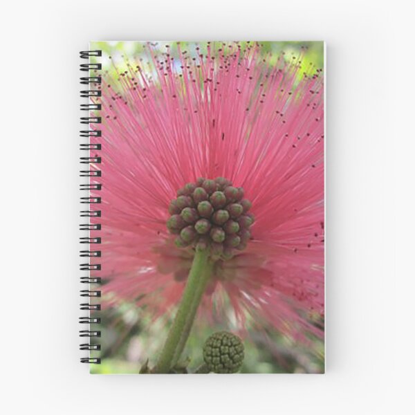 Item preview, Pink Powderpuff flower, Hawaii, photo designed and sold by Nostrathomas66.