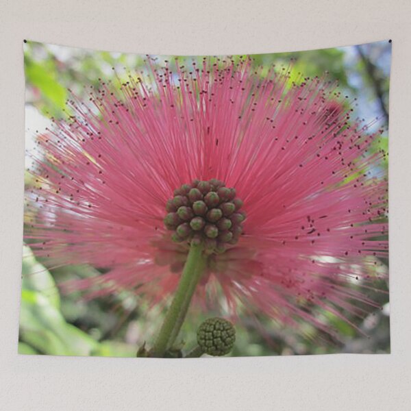 Item preview, Pink Powderpuff flower, Hawaii, photo designed and sold by Nostrathomas66.
