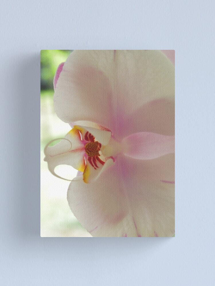 Alternate view of Blushing Bloom Canvas Print
