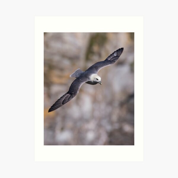 Fulmar Art Print
