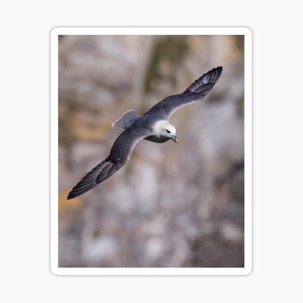 Item preview, Fulmar designed and sold by Neil Bygrave (NATURELENS).