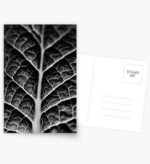 Leaf veins and texture Postcards