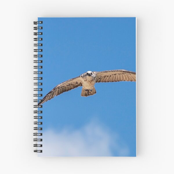 Item preview, Eastern Osprey #2 designed and sold by Peter Hocking.