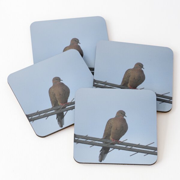 Item preview, Indian turtle dove designed and sold by greentiger1.