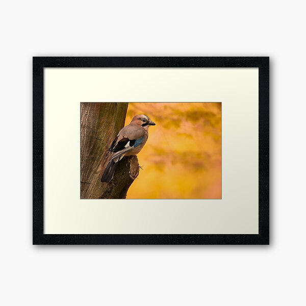 Jay Bird on the tree Framed Art Print