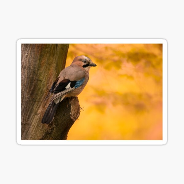 Jay Bird on the tree Sticker