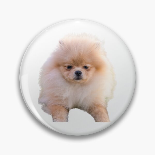 Item preview, Sleepy pomeranian designed and sold by alexeerma.