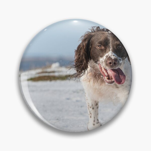 Artikelvorschau, Englischer Springer Spaniel entworfen und verkauft von RobWalkley.