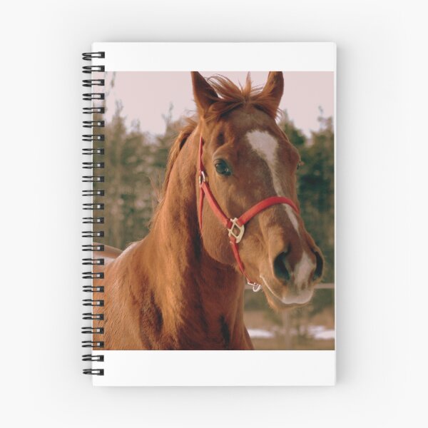 Item preview, Handsome Horse designed and sold by Kathleen Struckle.