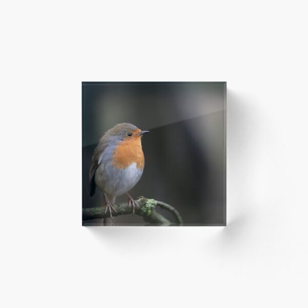 Item preview, Robin designed and sold by Philip Butler.