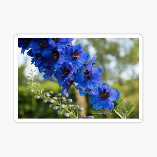 Delphinium Duo Outdoor Mat