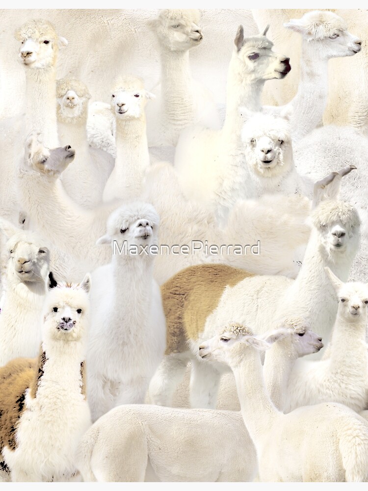 Discover Alpacas Premium Matte Vertical Poster