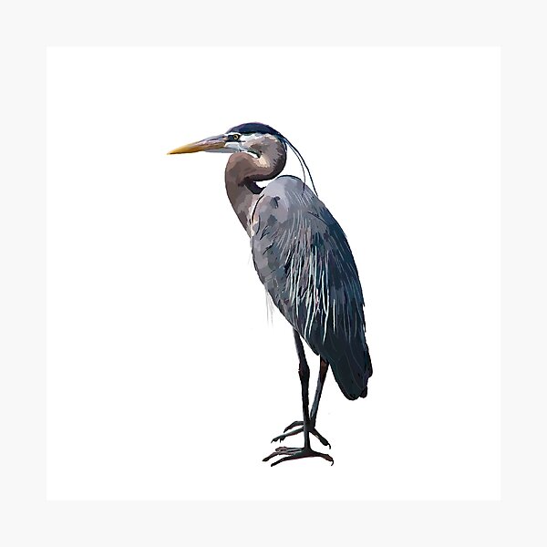 Item preview, Great blue heron  designed and sold by Jesssteinbach.